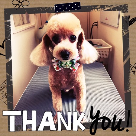 ４月１５日トリミングシャネル