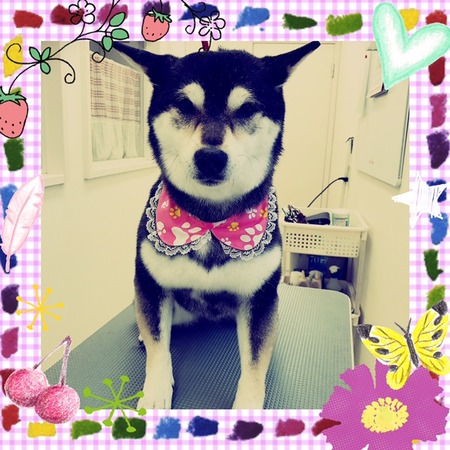 ４月１７日トリミング写真小夏