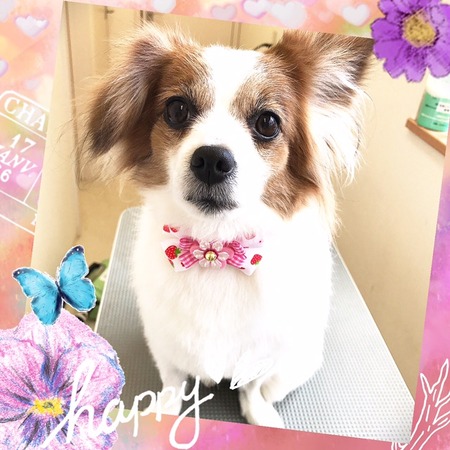 ４月１９日トリミング写真なつ