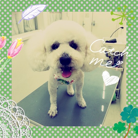 ４月２４日トリミング写真マッシュ