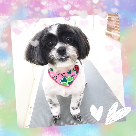 ３月２９日トリミング写真モモ