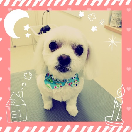 ４月３日トリミング写真ポテト