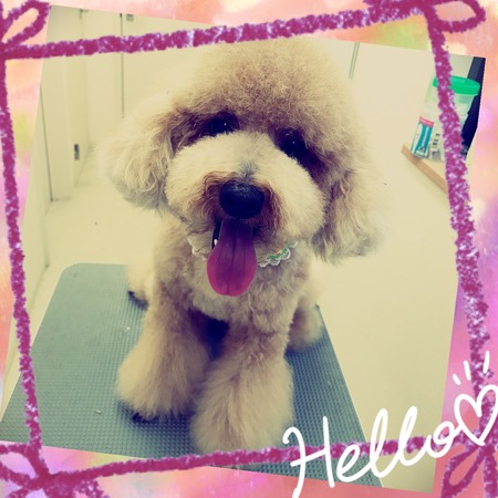 ４月８日トリミング写真茶太丸