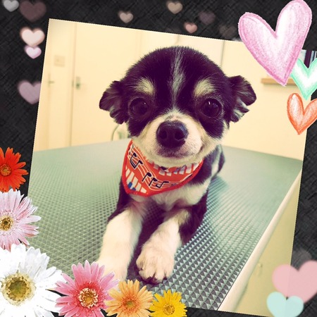 ４月１１日トリミング写真小太郎