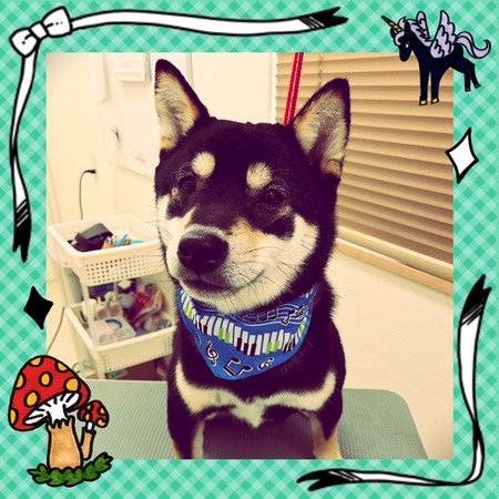 ４月１５日トリミング写真ハヤテ