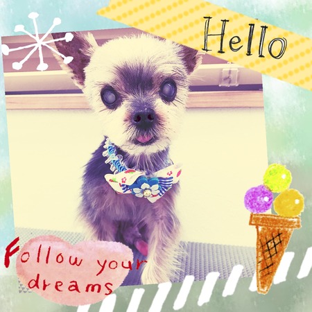 ４月１７日トリミング写真ポコ