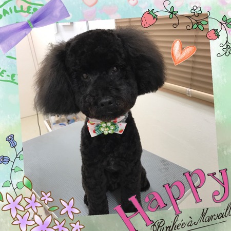 ４月１９日トリミング写真トト