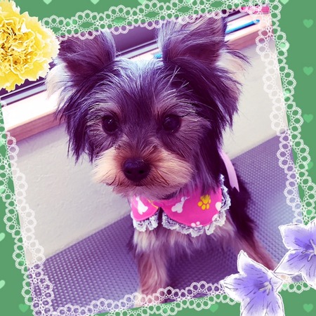 ４月２６日トリミング写真あんこ