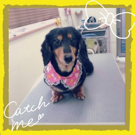 ４月２８日トリミング写真ライス