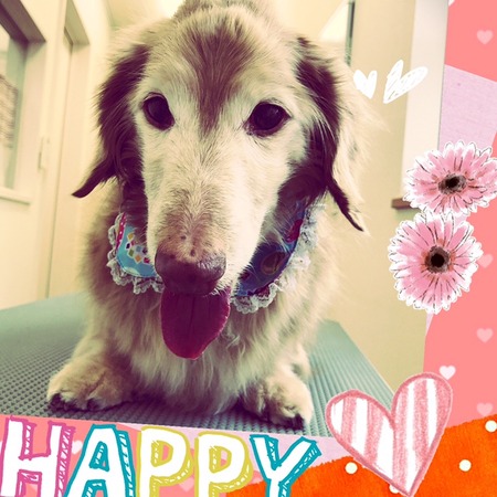 ３月３１日トリミング写真こてつ