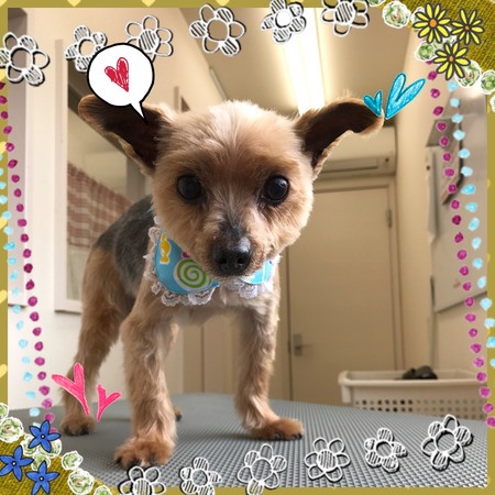 ４月７日トリミング写真ラニ