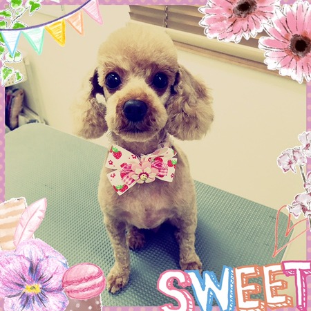 ４月１４日トリミング写真ぷぅい