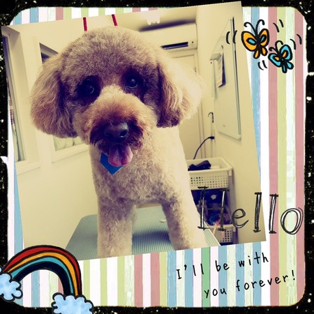 ４月１８日トリミング写真ムック