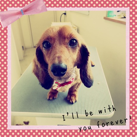 ４月２１日トリミング写真レイ