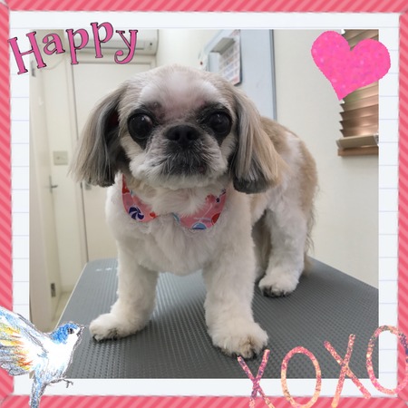 ４月７日トリミング写真ひめ