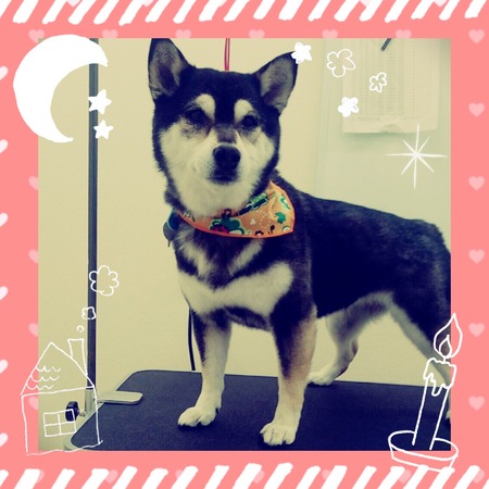 ３月２７日トリミング写真ハヤテのサムネイル画像