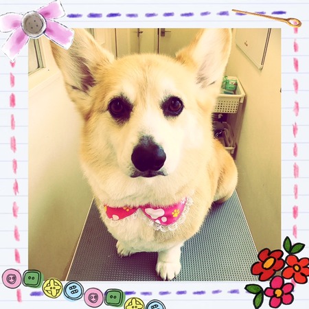 ４月２９日トリミング写真ビジュー