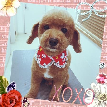 ５月６日トリミング写真プピ