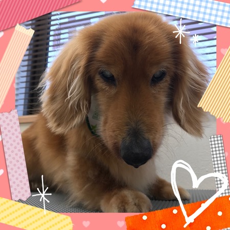 ５月１０日トリミング写真ゴードン