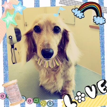 ５月２０日トリミング写真プリン