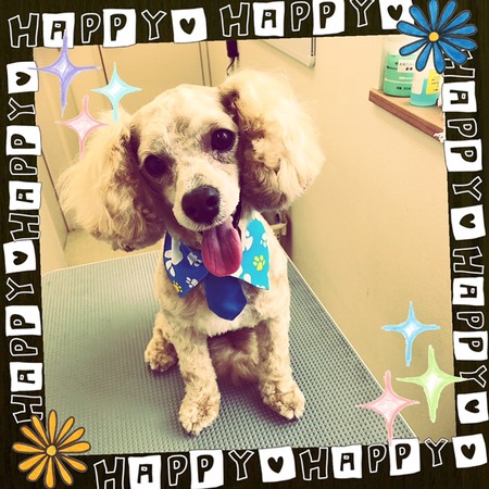 ５月１日トリミング写真プー丸