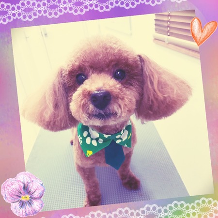 ５月２日トリミング写真チョコ