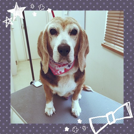 ５月９日トリミング写真モカ