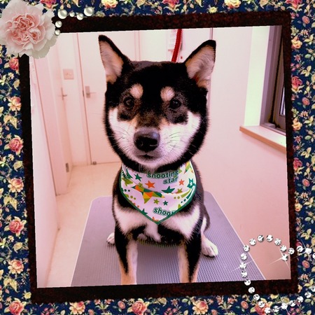 ５月１３日トリミング写真ハヤテのサムネイル画像