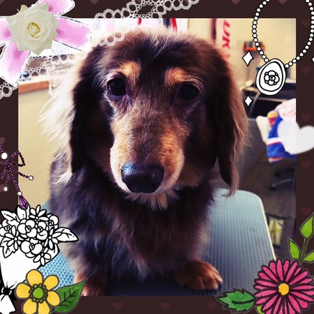 ５月２０日トリミング写真チョコラ