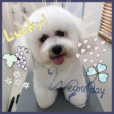 ５月１９日トリミング写真こすけ