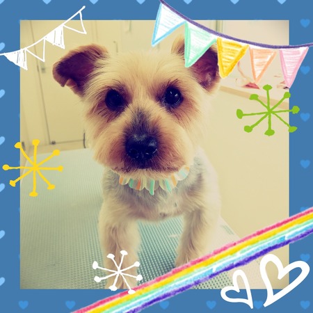 ５月２０日トリミング写真チョコ