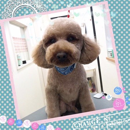 ５月２９日トリミング写真ムック