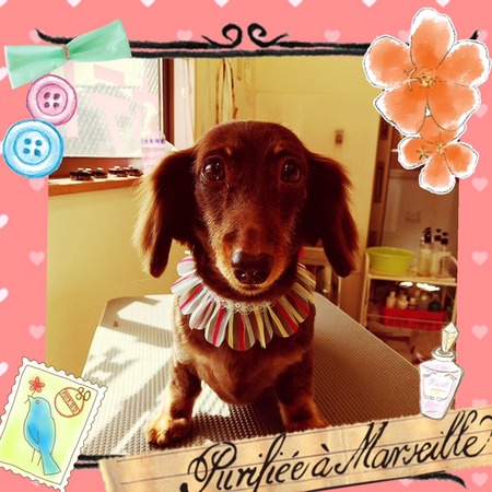 ５月２２日トリミング写真ころん