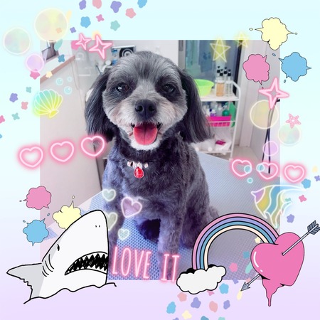 ６月３日トリミング写真あんず