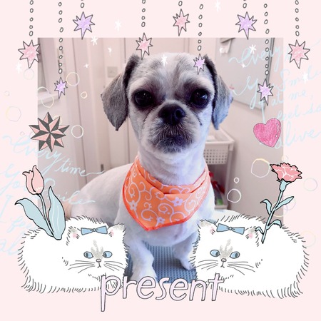 ６月２日トリミング写真コロスケ